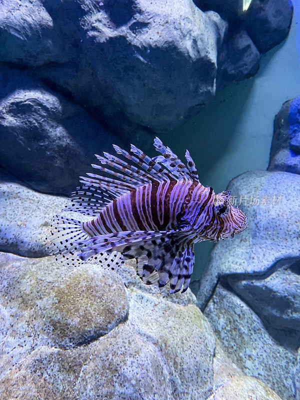 有条纹的，有毒的红狮子鱼(Pterois volitans)游过岩石的图像，热带海洋水族馆鱼缸，重点在前景